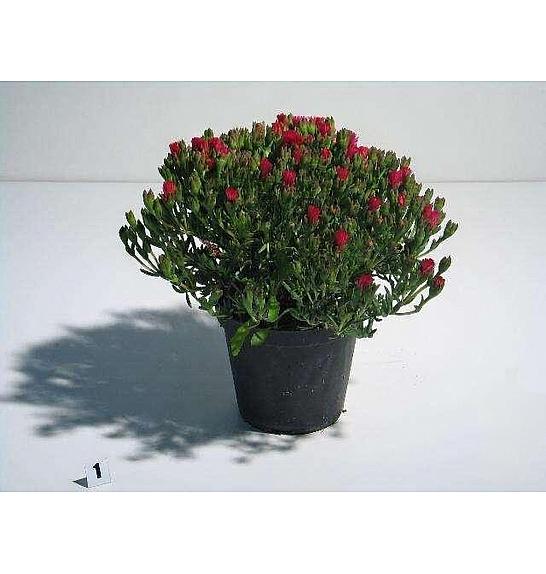 Mesembryanthemum Ø14