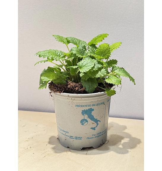 Melissa officinalis Ø9