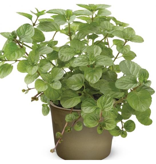 Mentha piperita Ø9