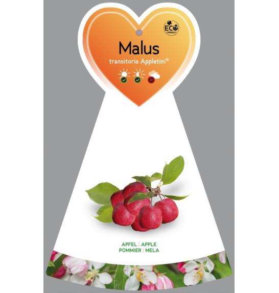 Malus transitoria Appletini® C5 Lit. Na steblu 50 cm