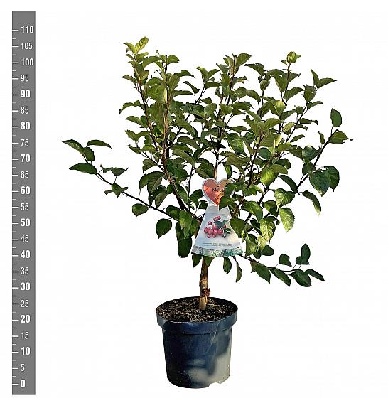 Malus perpetu Evereste - okrasna C7,5 Lit. 60-80 cm