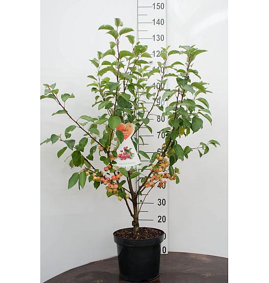 Malus perpetu Evereste - okrasna C7,5 Lit. 60-80 cm