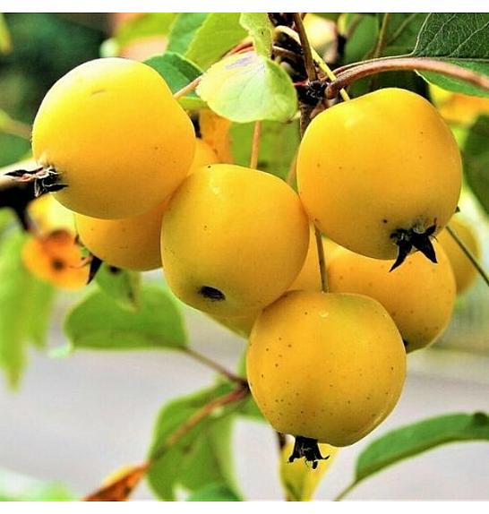 Malus floribunda Golden Hornet - okrasna C7,5 Lit. 60-80 cm