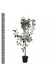 Malus domestica Vitalstar C7,5 Lit. 125-150 cm