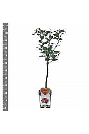 Malus domestica Vitalstar C5 Lit. 80-100 cm Patio