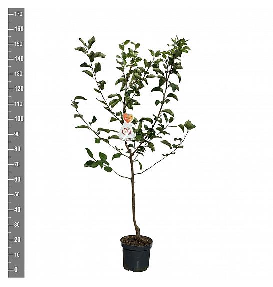 Malus domestica Summerred C7,5 Lit. 125-150 cm