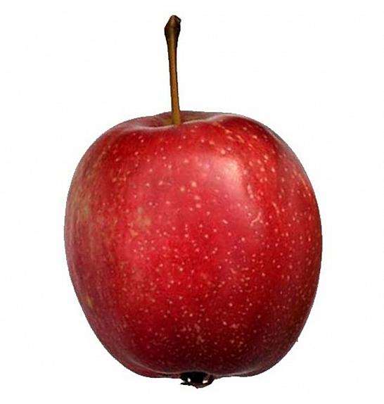 Malus domestica Summerred C5 Lit. 80-100 cm Patio