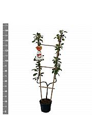 Malus domestica Rode Boskoop C7,5 Lit. 140-160 cm U forma