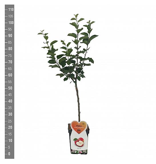 Malus domestica Rode Boskoop C5 Lit. 80-100 cm Patio