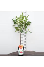 Malus domestica Red Sentinel C5 Lit. Na steblu 50 cm