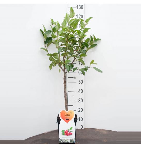 Malus domestica Red Sentinel C5 Lit. Na steblu 50 cm