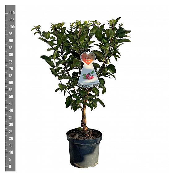 Malus domestica Red Sentinel - okrasna C7,5 Lit. 60-80 cm
