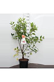 Malus domestica Red Sentinel - okrasna C7,5 Lit. 60-80 cm