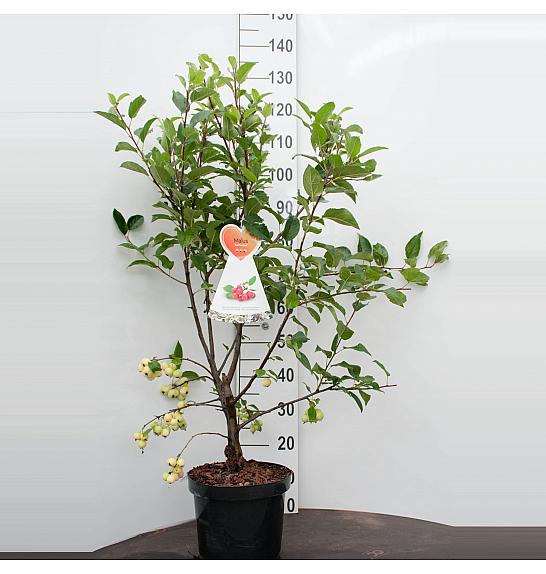 Malus domestica Red Sentinel - okrasna C7,5 Lit. 60-80 cm
