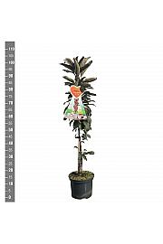 Malus domestica Red Leaf C5 Lit. 80-100 cm Stebričasta