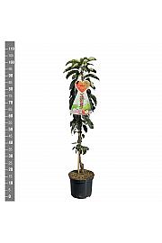 Malus domestica McIntosh C5 Lit. 80-100 cm Stebričasta