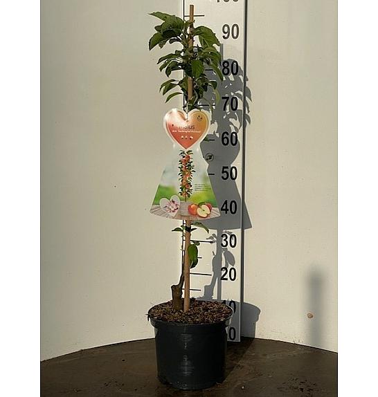 Malus domestica McIntosh C5 Lit. 80-100 cm Stebričasta