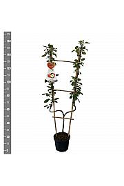 Malus domestica Jonagold C7,5 Lit. 140-160 cm U forma