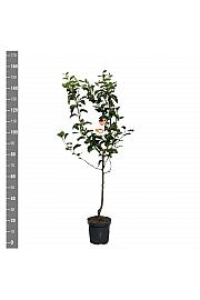 Malus domestica Jonagold C7,5 Lit. 125-150 cm