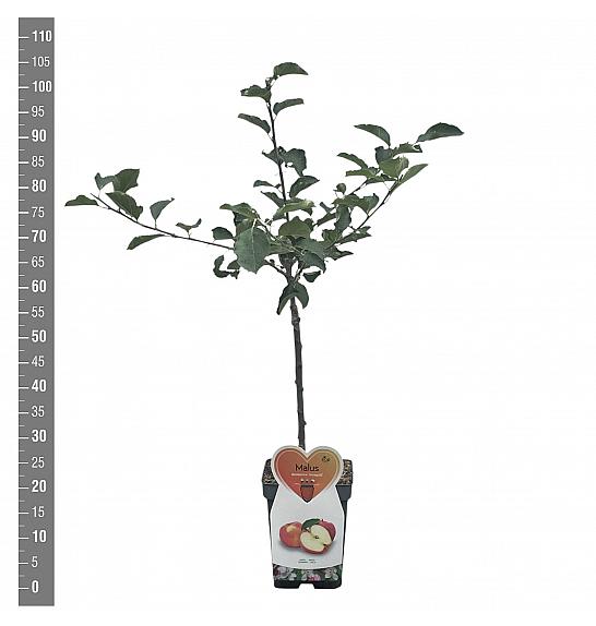 Malus domestica Jonagold C5 Lit. 80-100 cm Patio
