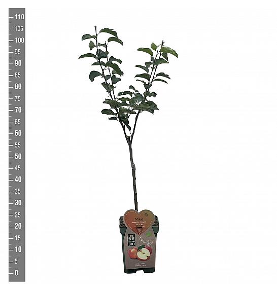 Malus domestica Jonagold C5 Lit. 80-100 cm BIO