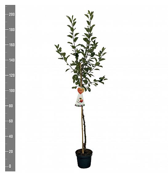 Malus domestica James Grieve C7,5 Lit. 175-200 cm Na steblu 100 cm