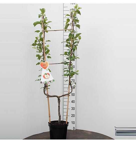 Malus domestica James Grieve C7,5 Lit. 140-160 cm U forma
