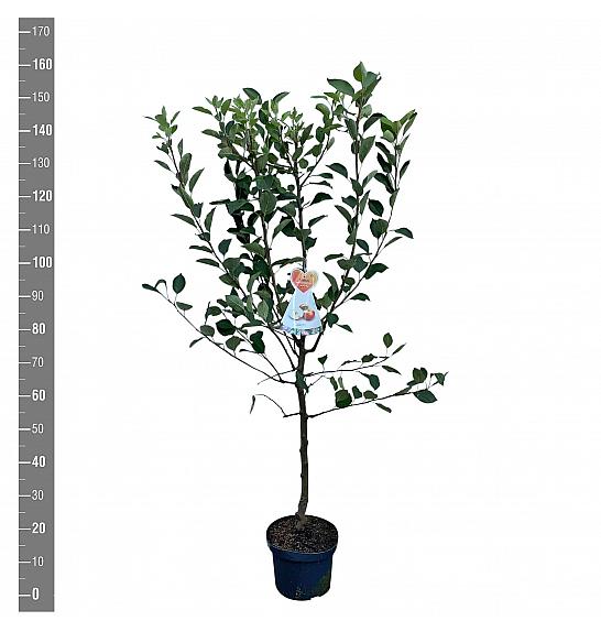 Malus domestica James Grieve C7,5 Lit. 125-150 cm