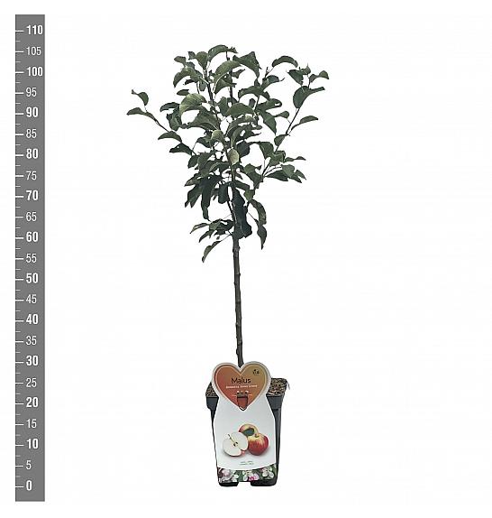 Malus domestica James Grieve C5 Lit. 80-100 cm Patio