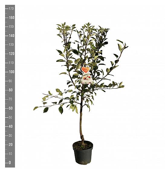 Malus domestica Ingrid Marie C7,5 Lit. 125-150 cm