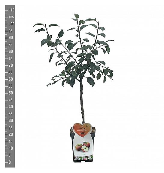 Malus domestica Ingrid Marie C5 Lit. 80-100 cm Patio