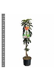 Malus domestica Green Sensation C5 Lit. 80 - 100 cm Stebričasta