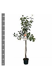 Malus domestica Gravenstein C7,5 Lit. 175-200 cm Na steblu 100 cm