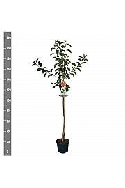 Malus domestica Granny Smith C7,5 Lit. 175-200 cm Na steblu 100 cm