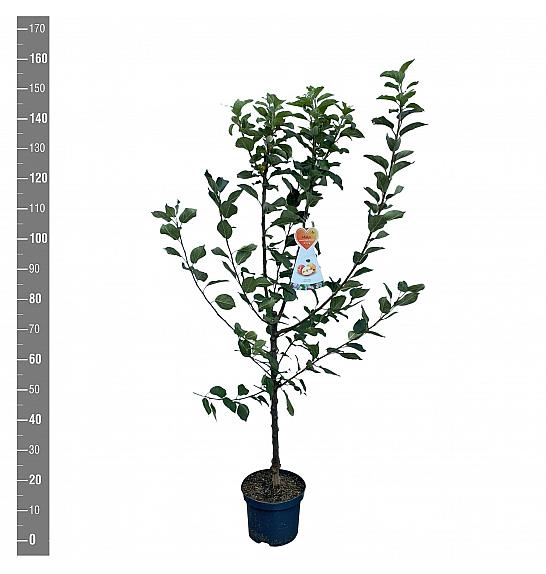 Malus domestica Golden Pearmain C7,5 Lit. 125-150 cm