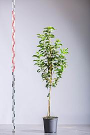 Malus domestica Golden Pearmain C10 Lit. 125-150 cm