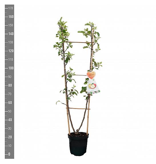 Malus domestica Golden Delicious-Jonagold C7,5 Lit. 140-160 cm Duo