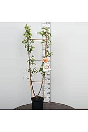 Malus domestica Golden Delicious-Jonagold C7,5 Lit. 140-160 cm Duo