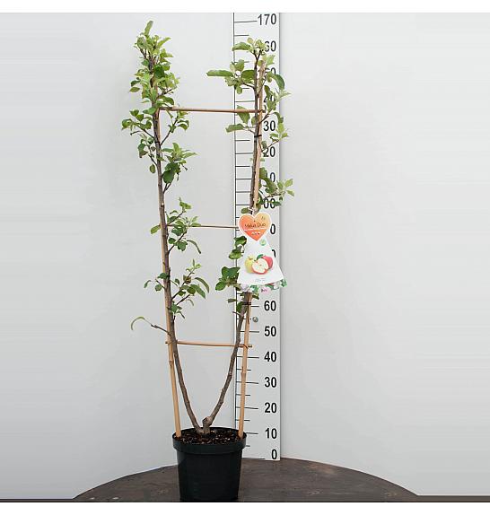 Malus domestica Golden Delicious-Jonagold C7,5 Lit. 140-160 cm Duo