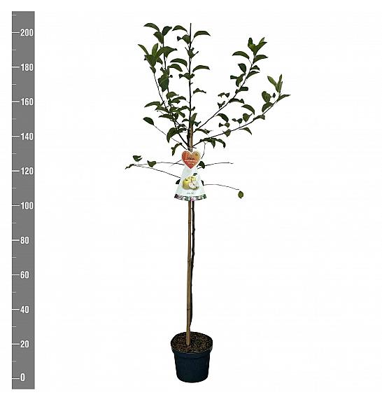 Malus domestica Golden Delicious C7,5 Lit. 175-200 cm Na steblu 100 cm