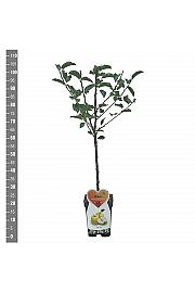 Malus domestica Golden Delicious C5 Lit. 80-100 cm Patio