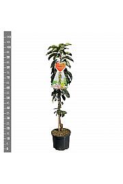 Malus domestica Gold Sensation C5 Lit. 80-100 cm Stebričasta