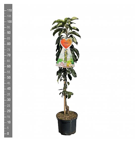 Malus domestica Gold Sensation C5 Lit. 80-100 cm Stebričasta
