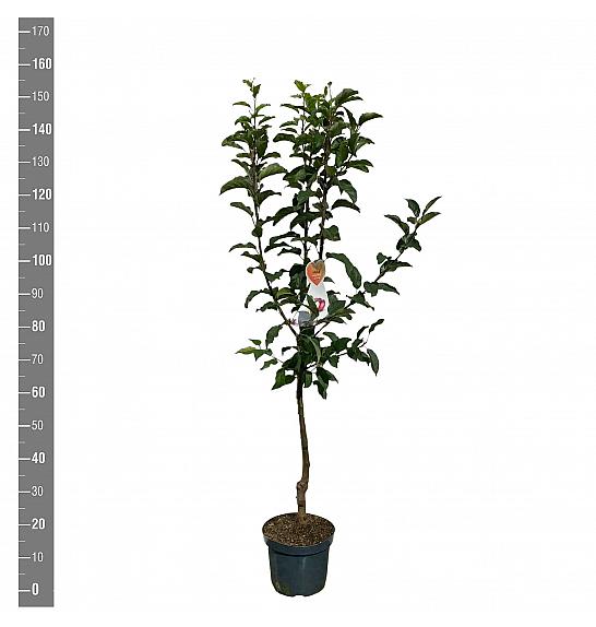 Malus domestica Gloster C7,5 Lit. 125-150 cm