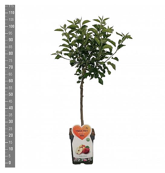 Malus domestica Galina - Mini C5 Lit. Na steblu 50 cm