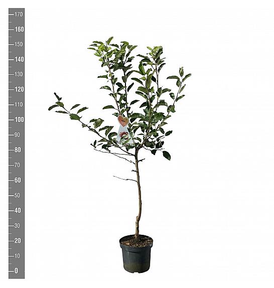 Malus domestica Gala C7,5 Lit. 125-150 cm