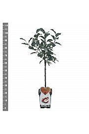 Malus domestica Gala C5 Lit. 80-100 cm Patio