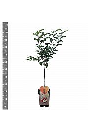 Malus domestica Gala C5 Lit. 80-100 cm BIO