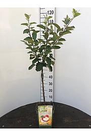 Malus domestica Gala C5 Lit. 80-100 cm BIO