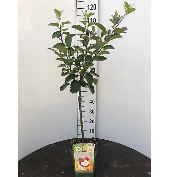 Malus domestica Gala C5 Lit. 80-100 cm BIO